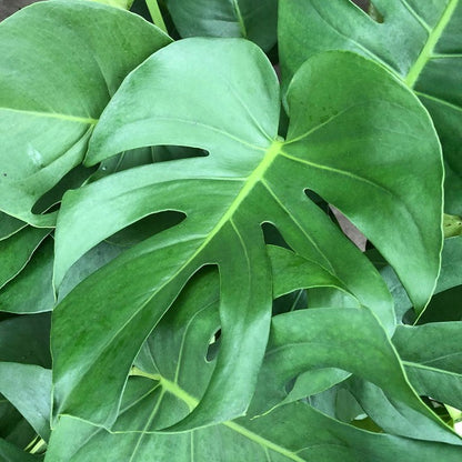 Monstera deliciosa