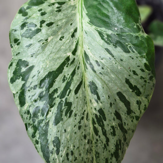Monstera Bulbasaur