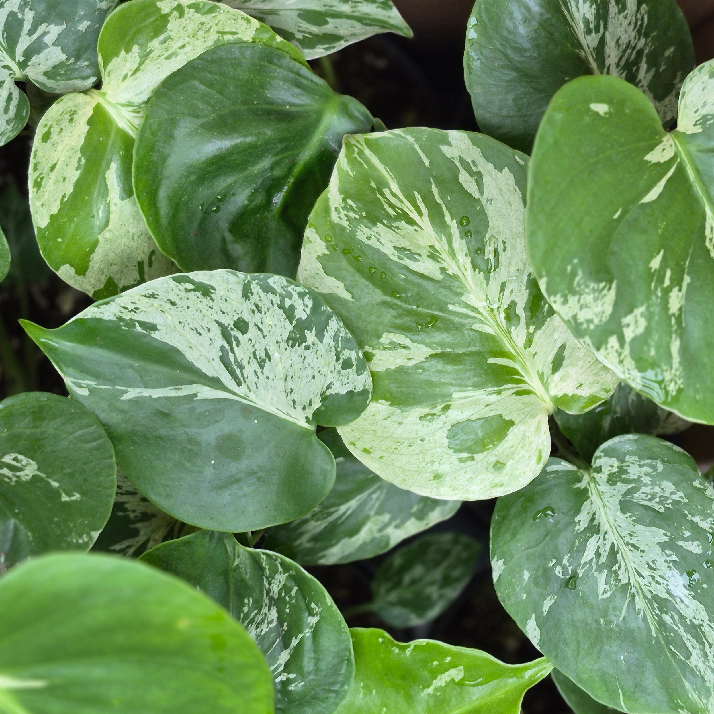 Monstera Bulbasaur