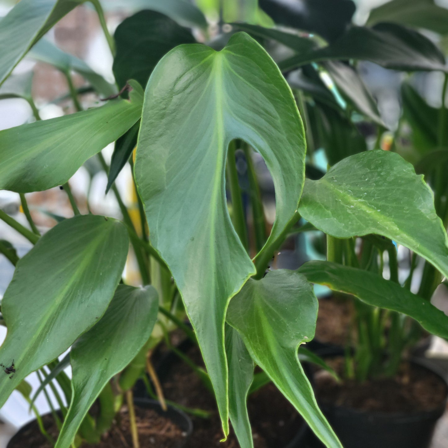 Monstera 'Burle Marx Flame'