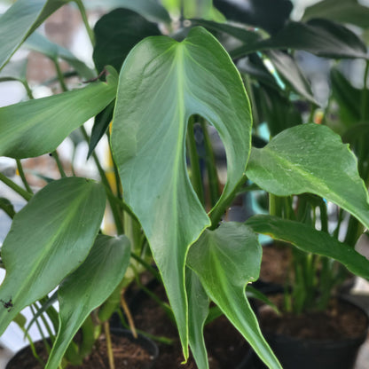 Monstera 'Burle Marx Flame'