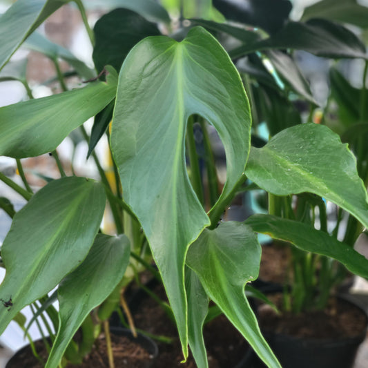 Monstera 'Burle Marx Flame'