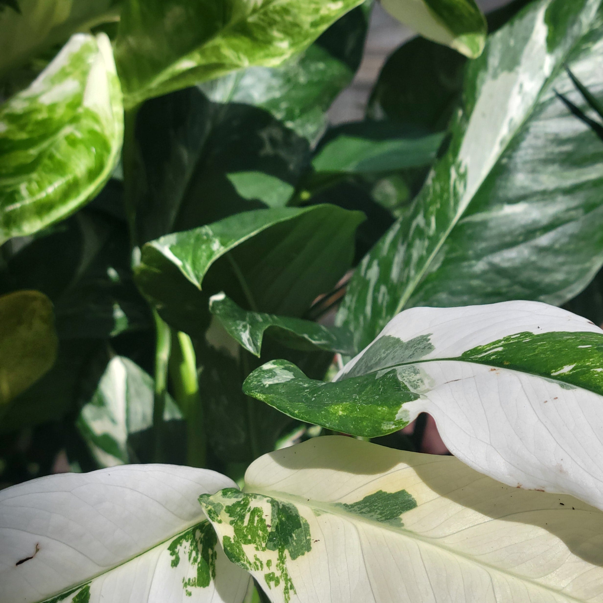 Monstera Lechleriana