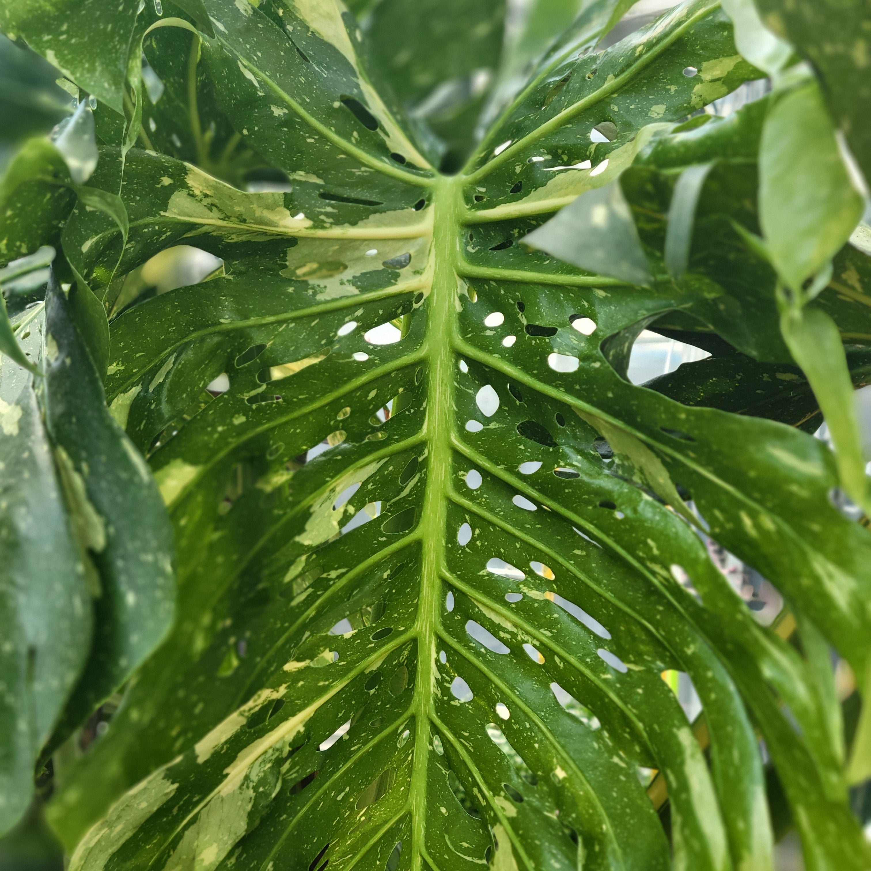 モンステラ・ポトス Monstera 'Thai Constellation Select' Thai Constellation Monstera Deliciosa | Variegated Swiss