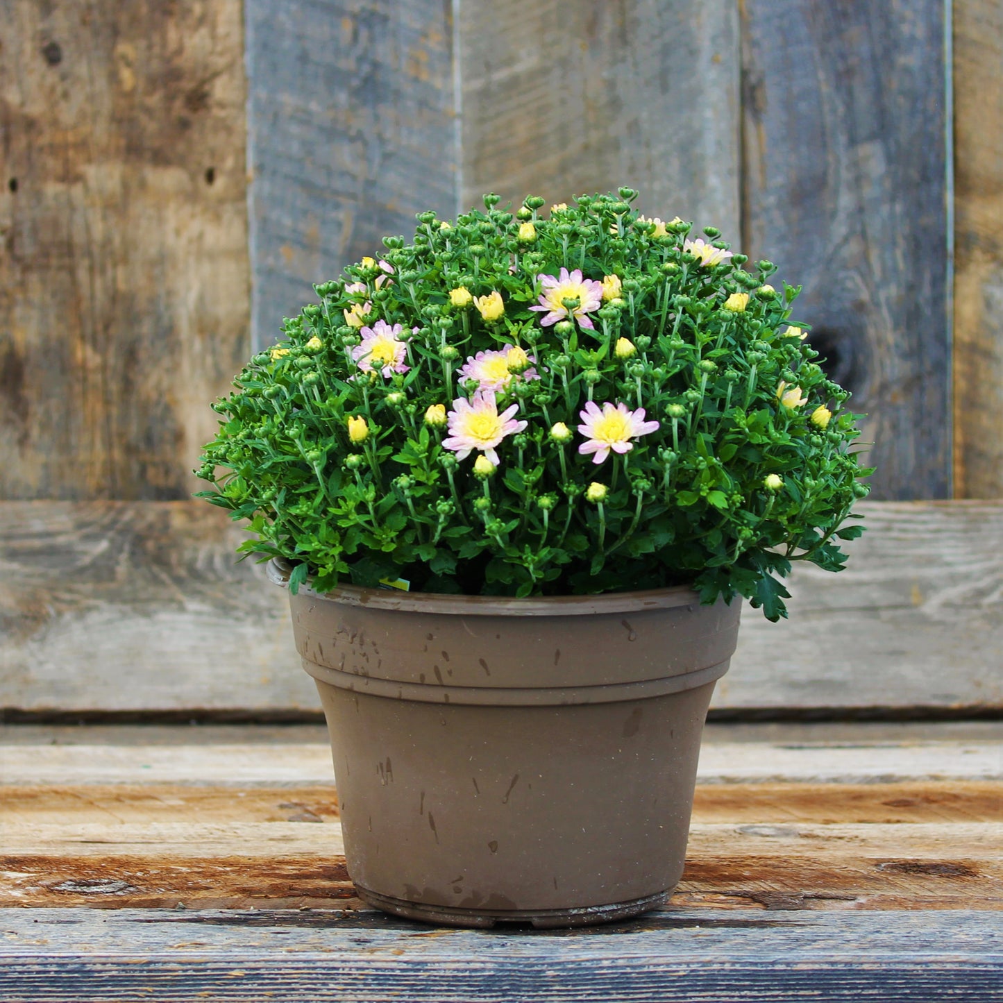 Fall Chrysanthemums 10"