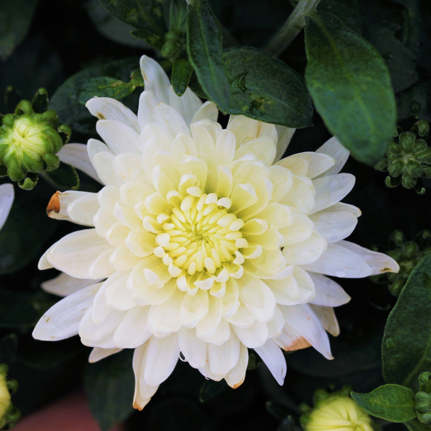 Fall Chrysanthemums 12"