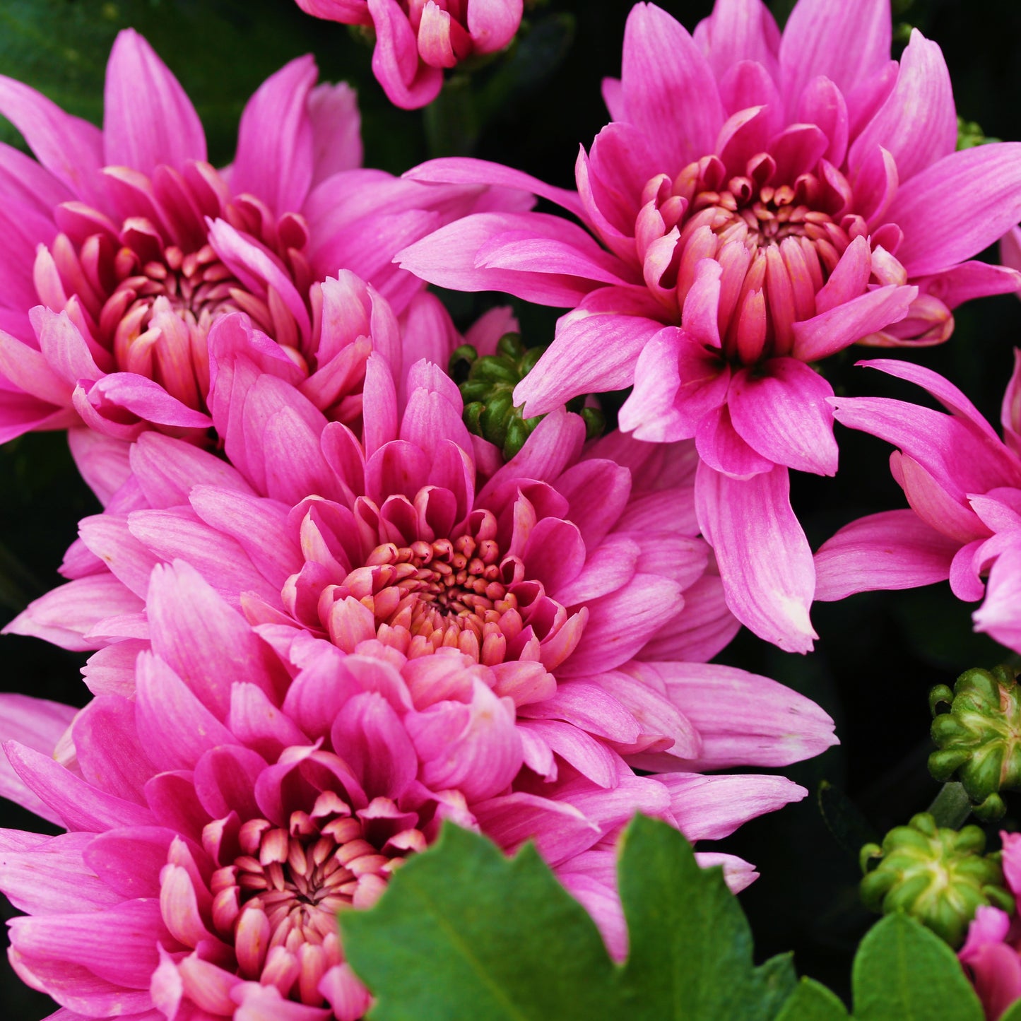Fall Chrysanthemums 15"