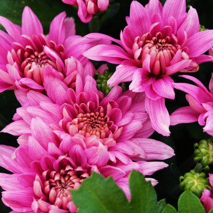 Fall Chrysanthemums 15"