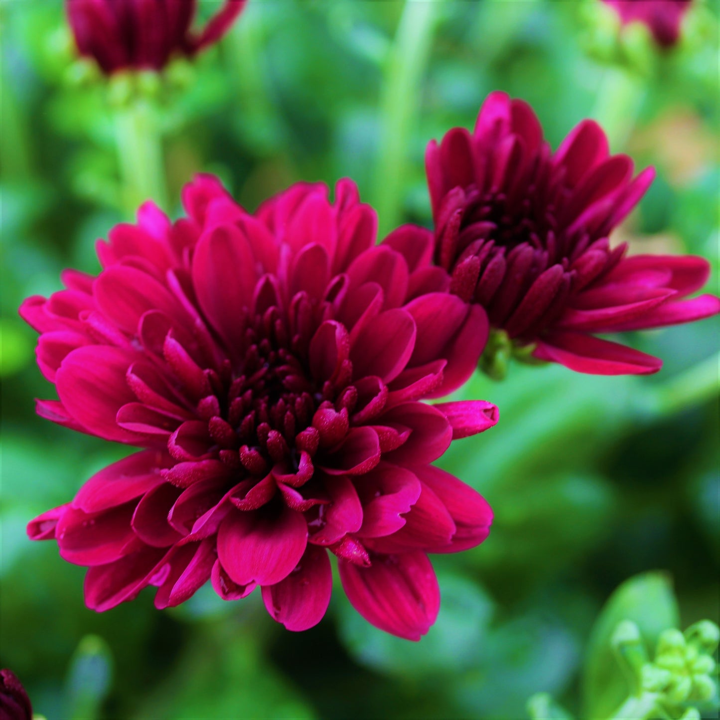 Fall Chrysanthemums 15"