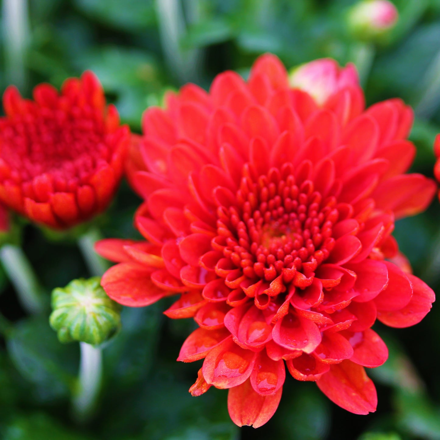 Fall Chrysanthemums 10" HB