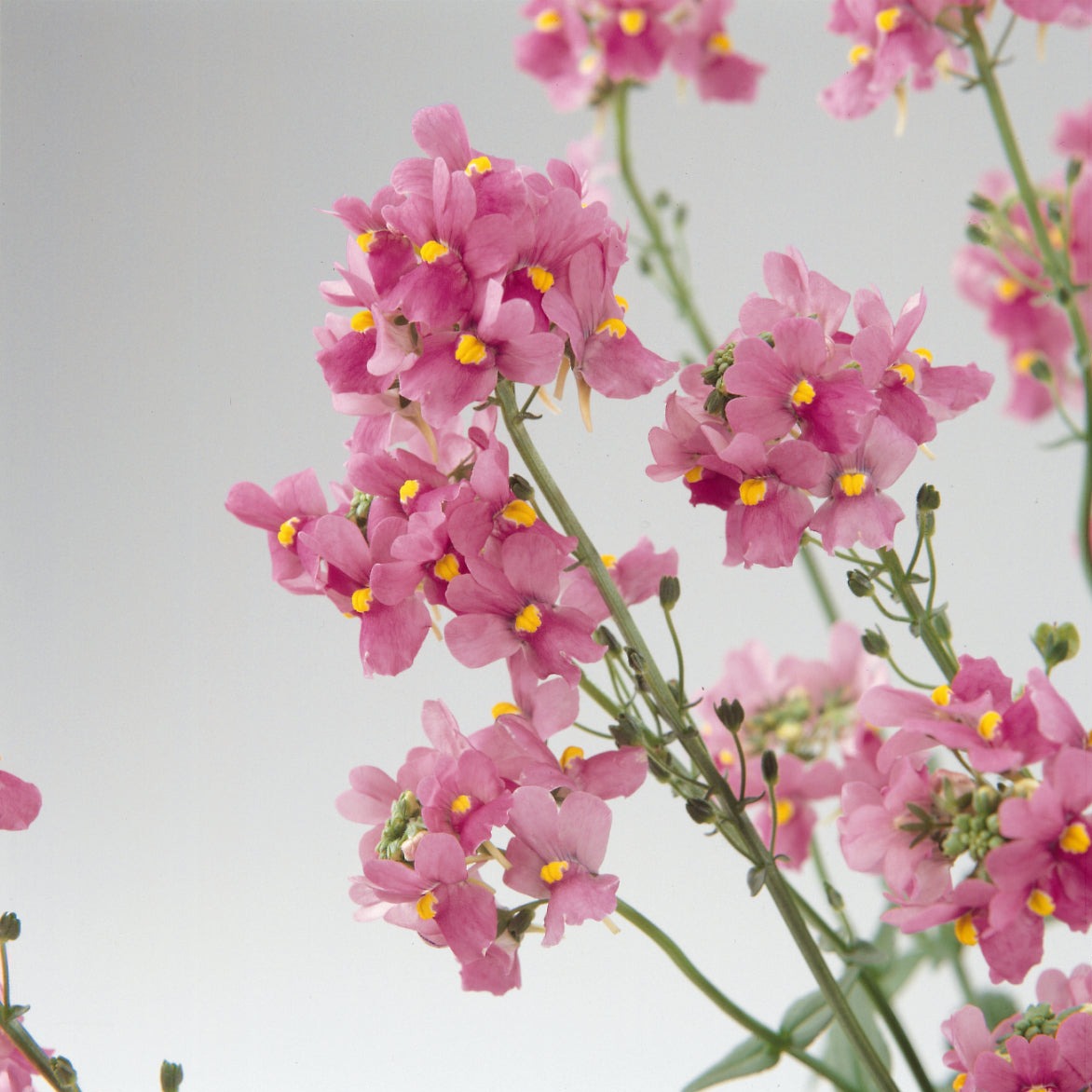 Nemesia 'Aromatica™'