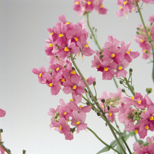 Nemesia 'Aromatica™'
