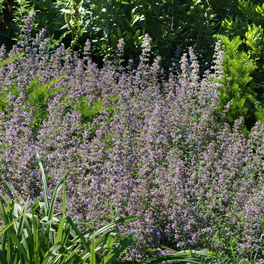 Catmint 'Walker's Low'