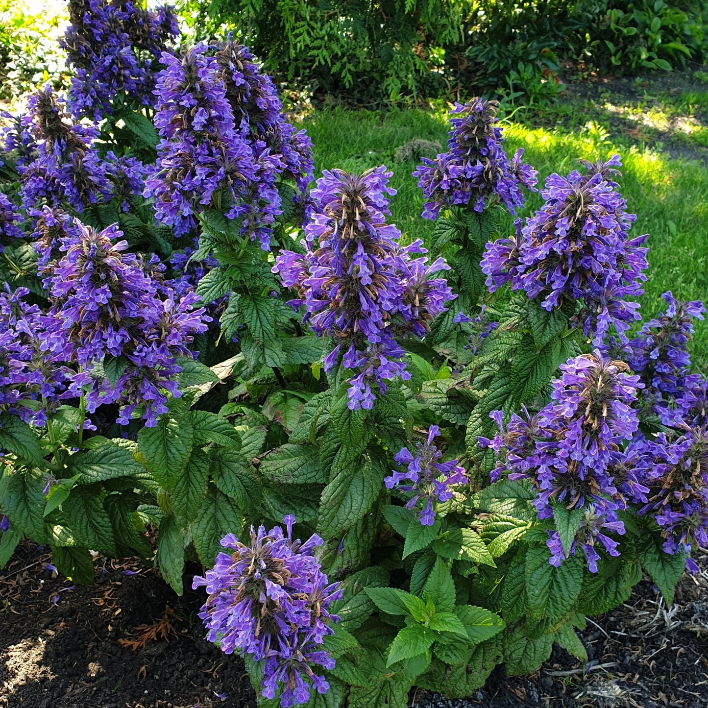 Catmint ‘Neptune’
