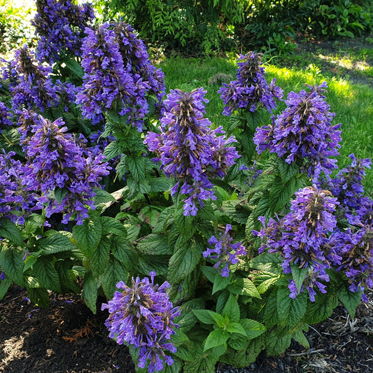 Catmint ‘Neptune’