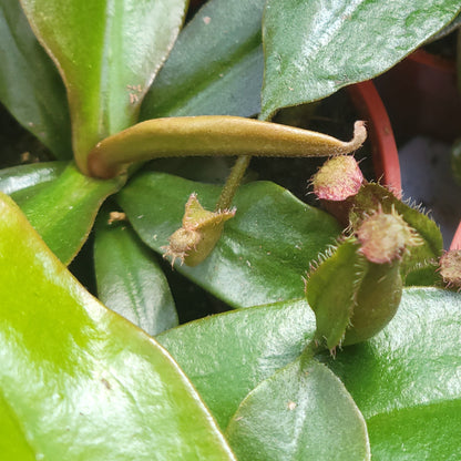 Pitcher Plant 'Bloody Mary'