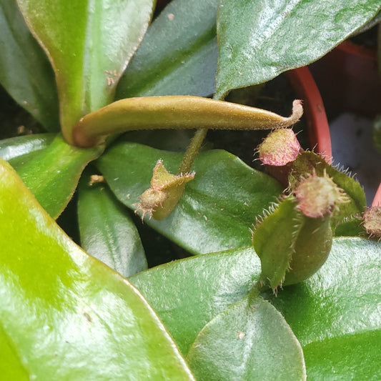 Pitcher Plant 'Bloody Mary'