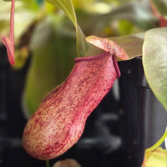 Pitcher Plant 'Gaya'