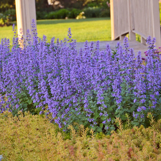 Catmint 'Cat's Meow'