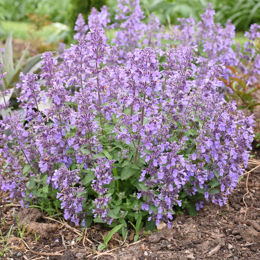 Catmint 'Picture Purrfect'