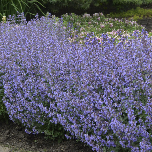 Catmint 'Purrsian Blue'