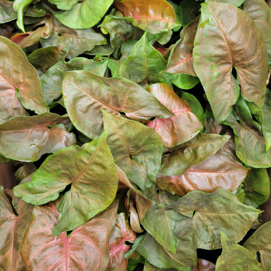 Arrowhead 'Maria Allusion'