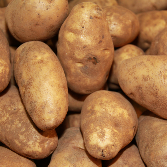 Nonpareil Russet Seed Potatoes