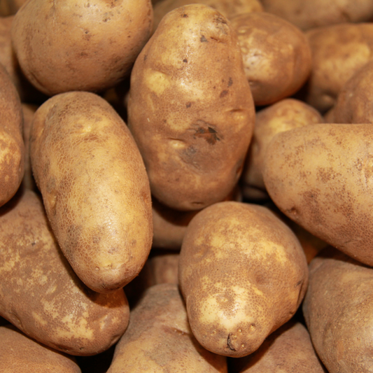 Potatoes Nonpareil Russet Seed