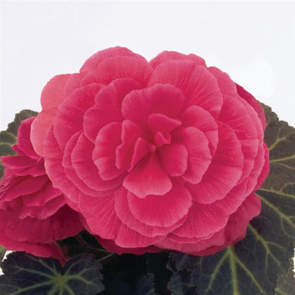 Begonia Non Stop