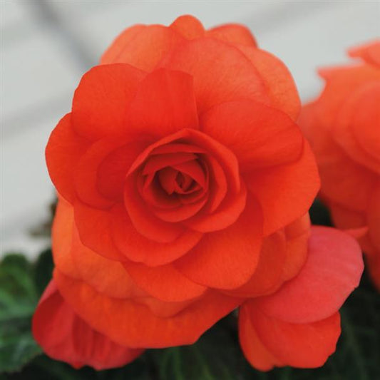 Begonia Non Stop
