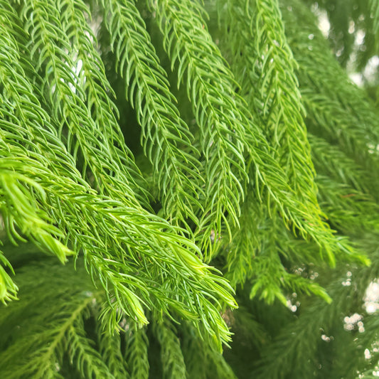 Norfolk Island Pine