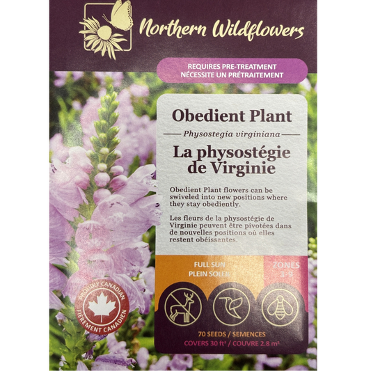 Northern Wildflowers Obedient Plant Pkg.
