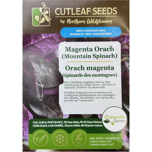 Magenta Orach