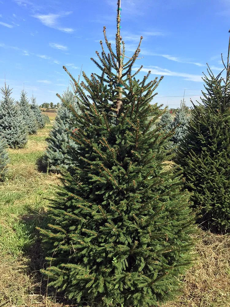 Spruce 'Norway'