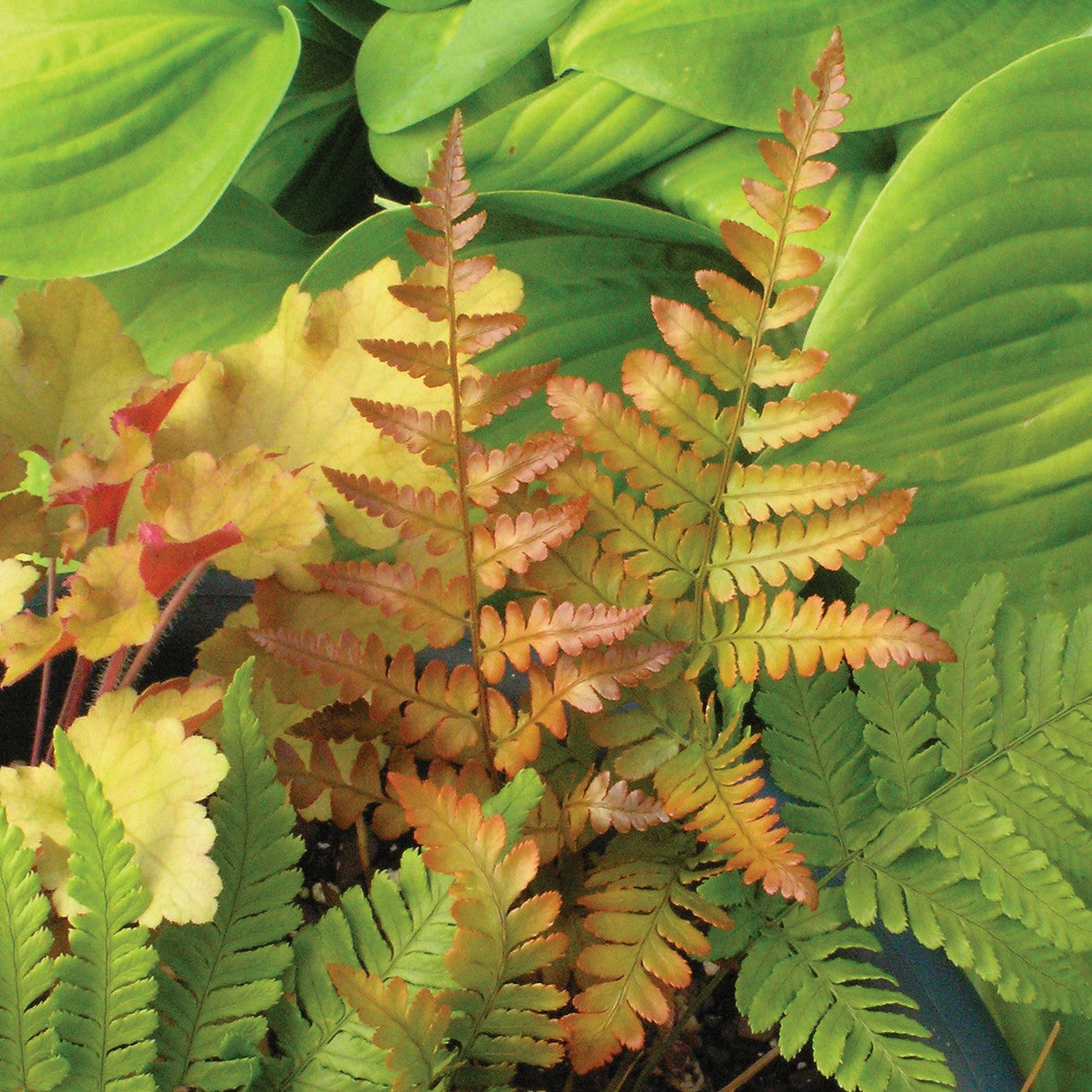 Wood Fern