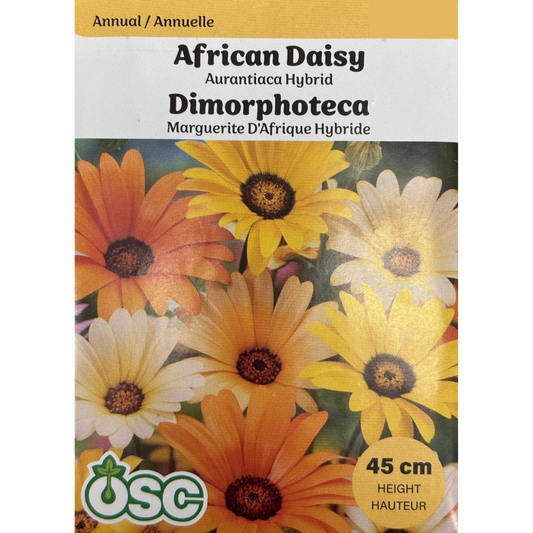 OSC Seeds Daisy African Aurantiaca Hybrid Pkg.