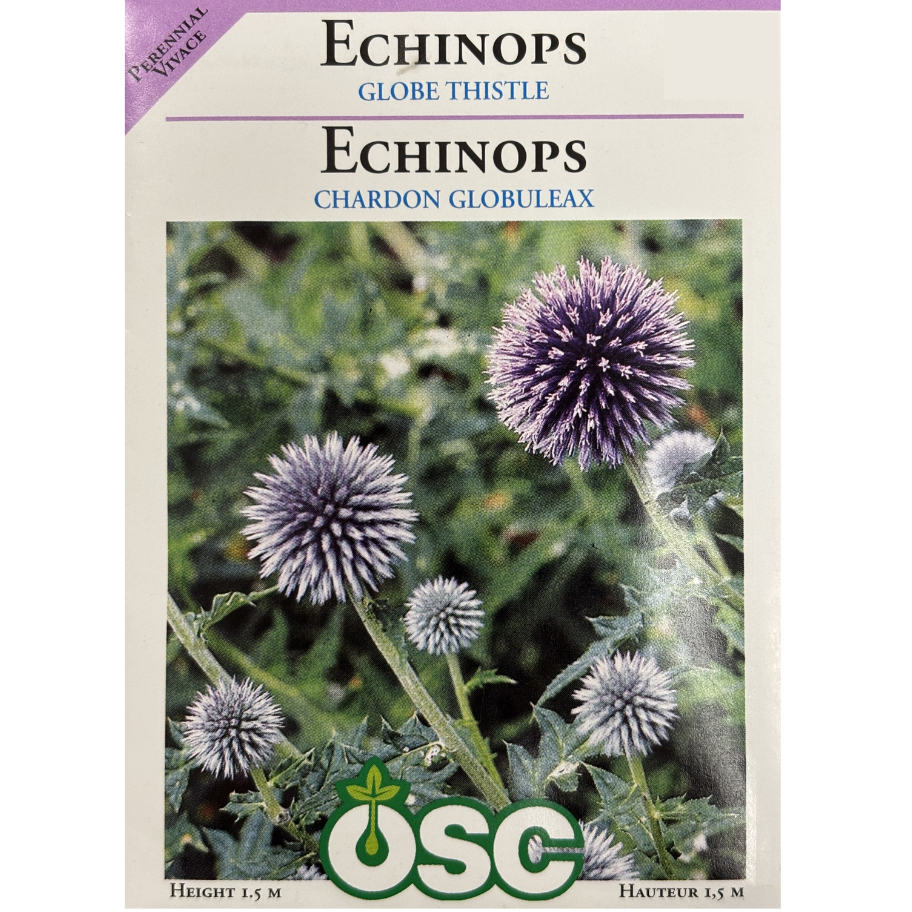 OSC Seeds Echinops Globe Thistle Pkg.