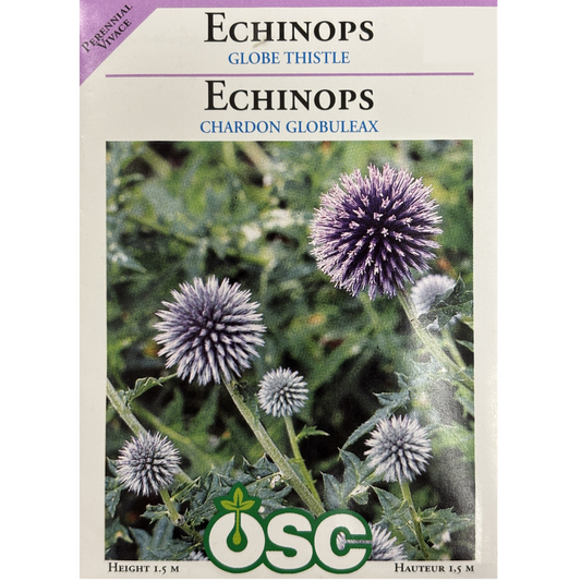 OSC Seeds Echinops Globe Thistle Pkg.