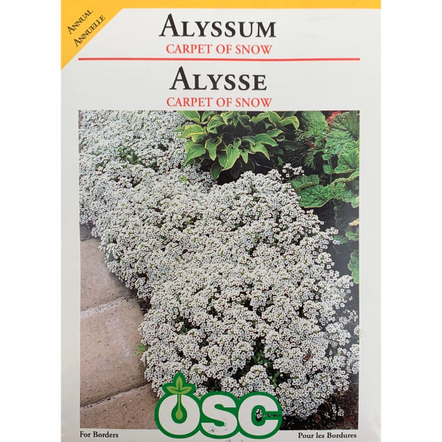 OSC Seeds Alyssum Carpet of Snow Pkg.