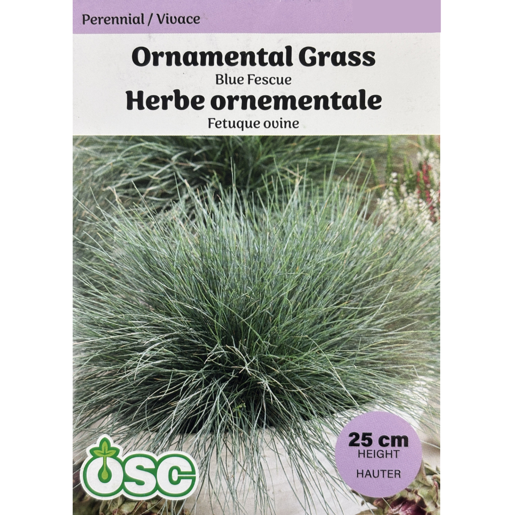 OSC Seeds Grass Ornamental Blue Fescue Pkg.