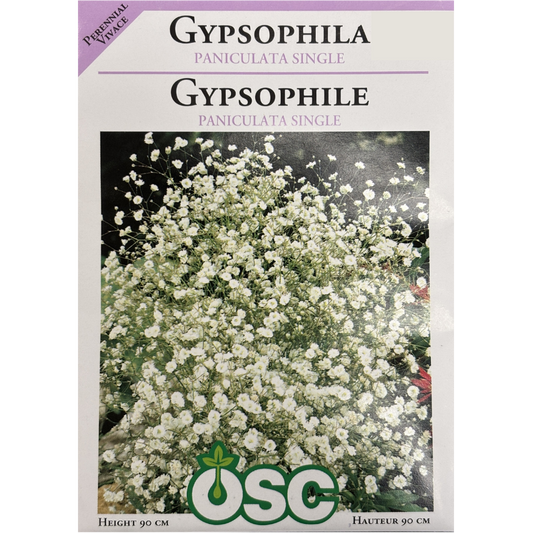 OSC Seeds Gypsophila Paniculata Single Baby's Breath Pkg.