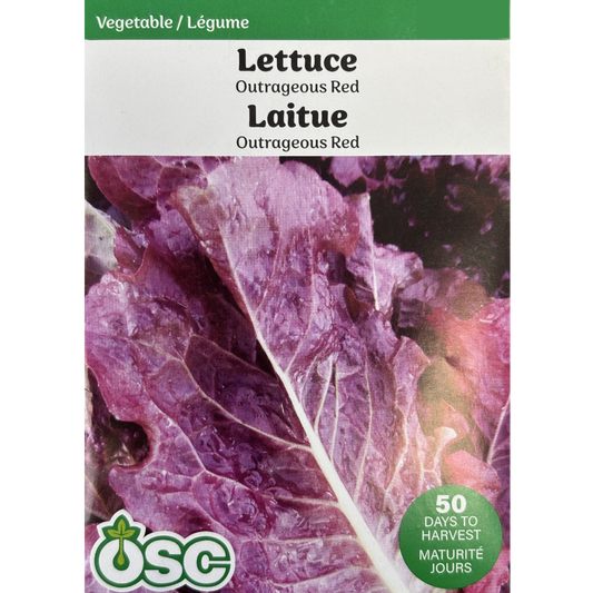 OSC Seeds Lettuce Outrageous Red Pkg.