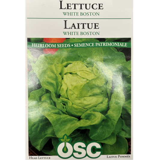 OSC Seeds Lettuce White Boston Pkg.