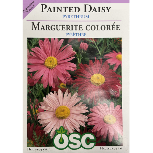 OSC Seeds Daisy Painted Pyrethrum Pkg.
