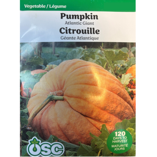 OSC Seeds Pumpkin Atlantic Giant Pkg.