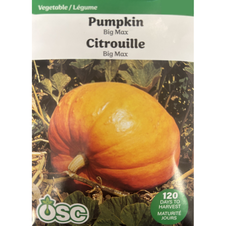 OSC Seeds Pumpkin Big Max Pkg.
