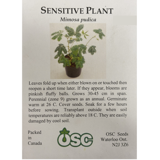 OSC Seeds Sensitive Plant Mimosa Pkg.