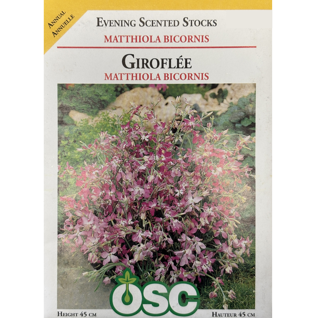 OSC Seeds Stocks Evening Scented Pkg.