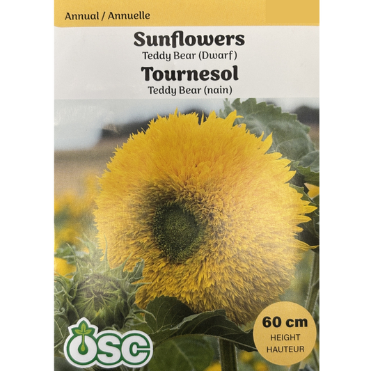 OSC Seeds Sunflower Teddy Bear Dwarf Pkg.