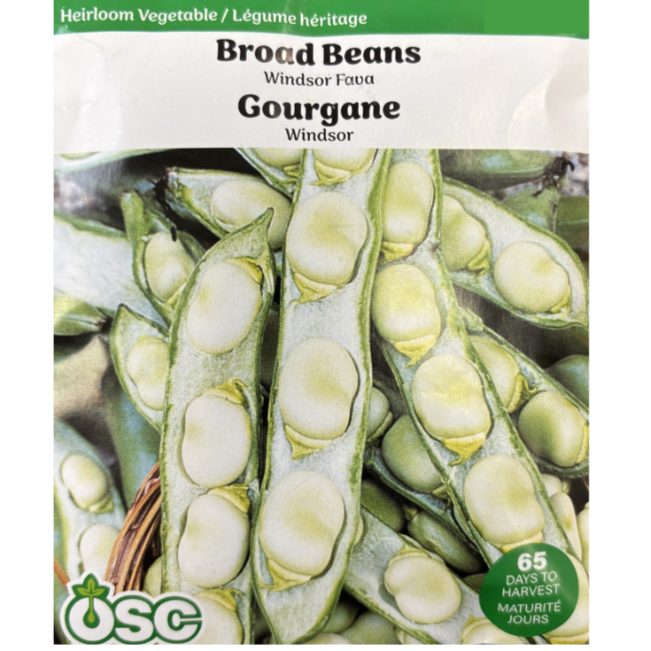 OSC Seeds Beans Broad Windsor Fava